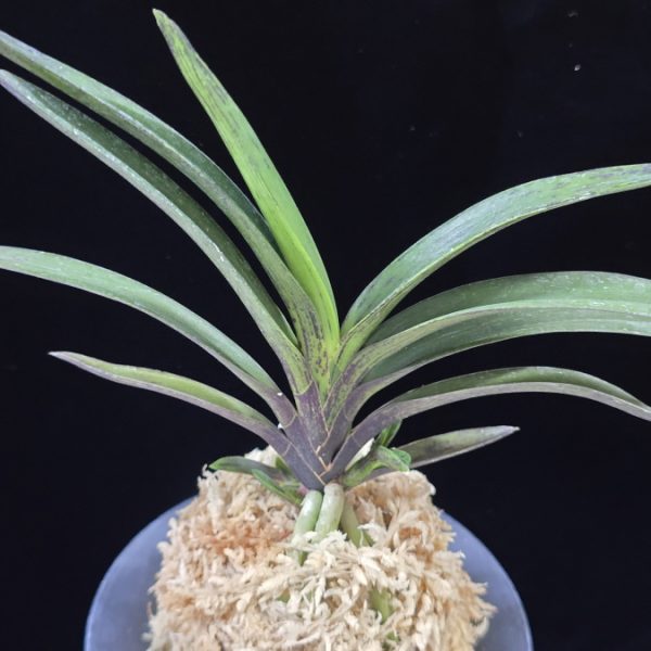 Neofinetia falcata 'Amami Sumi' 엄미묵 奄美墨