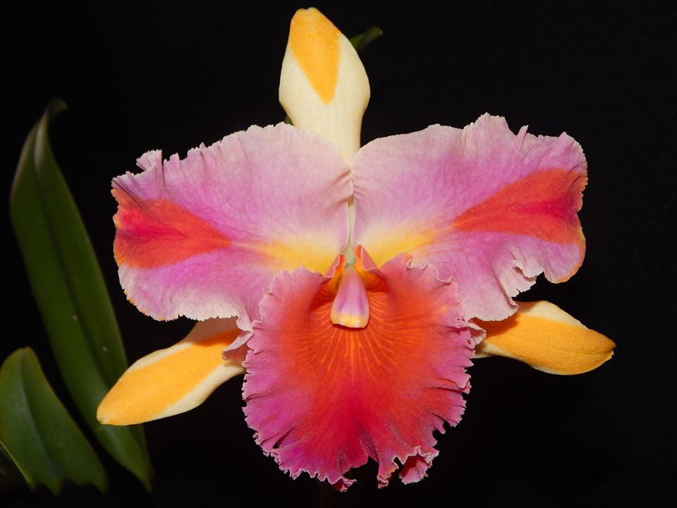 Rhyncholaeliocattleya Amazing Thailand 'Magician'