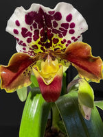 Load image into Gallery viewer, Paphiopedilum American Complex
