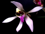 Ancistrochilus rothschildianus