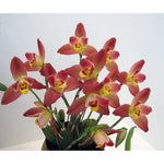 Load image into Gallery viewer, Lycaste Red Jewel