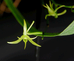 Carica l&#39;immagine nel visualizzatore Galleria, Angraecum calceolus
