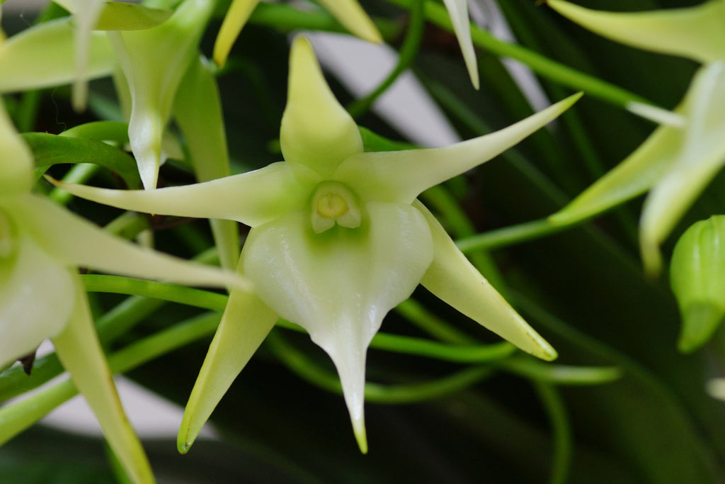 Angraecum Crestwood 'Tomorrow Star' (Angraecum Veitchii x Angraecum sesquipedale)