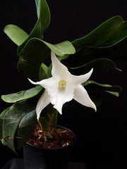 Angraecum Lemforde White Beauty