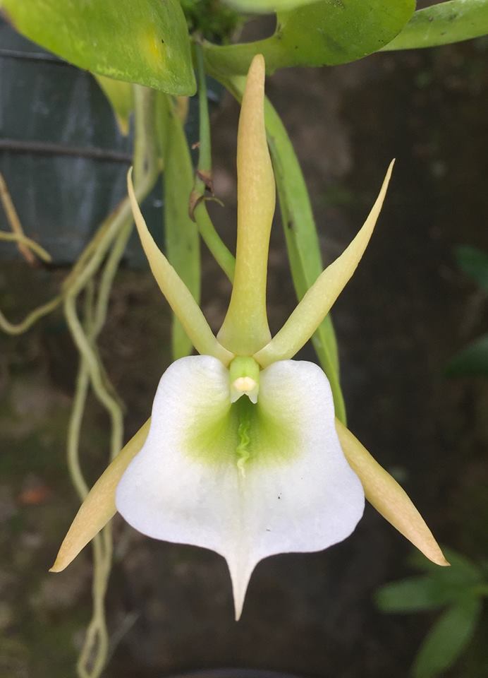 Angraecum birrimense