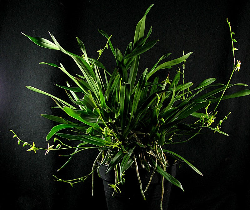 Angraecum calceolus