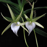 Load image into Gallery viewer, Angraecum dollii
