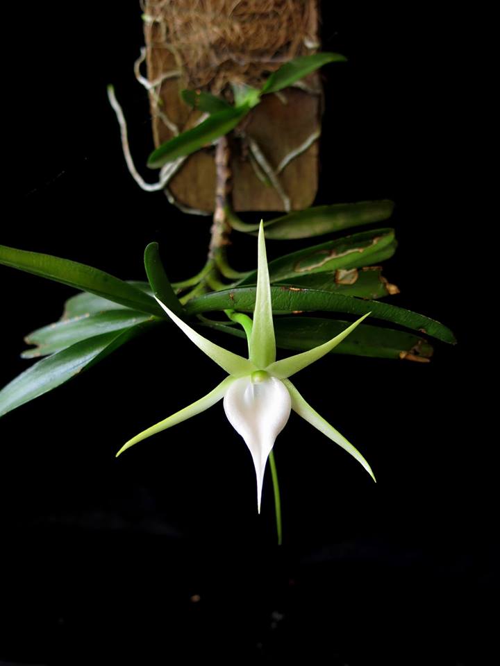 Angraecum dollii