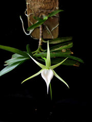 Angraecum dollii