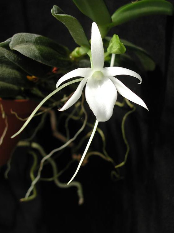 Angraecum equitans