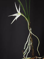 Load image into Gallery viewer, Angraecum popowii
