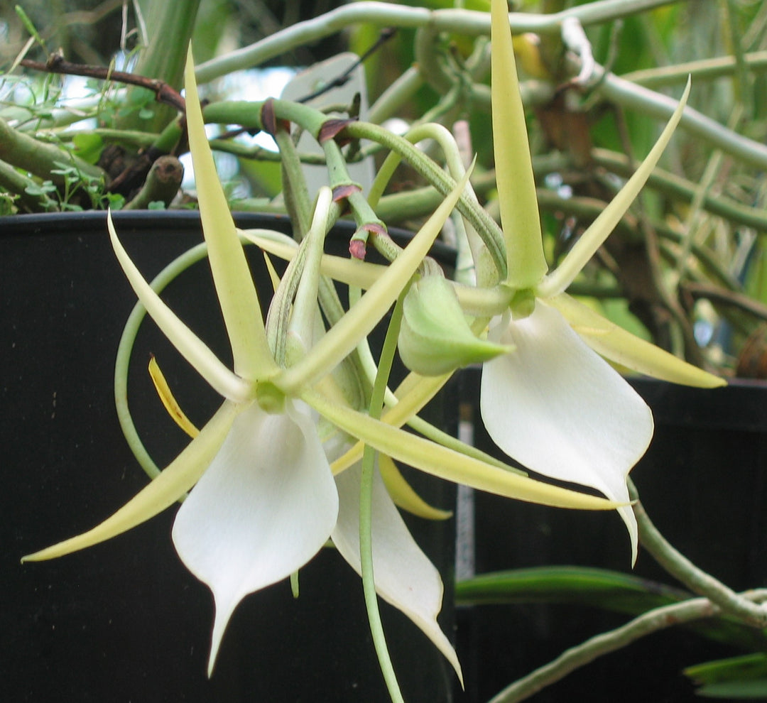 Angraecum praestans