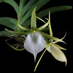 Carica l&#39;immagine nel visualizzatore Galleria, Angraecum praestans
