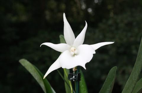 Angraecum Lady Lisa 'Rosemary' (Angcm. scottianum x Angcm. Magdalenae)