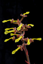 Load image into Gallery viewer, Anoectochilus chapaensis
