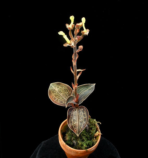 Anoectochilus chapaensis