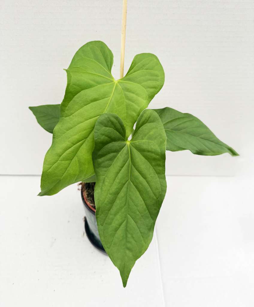 Anthurium balaoanum – Giulio Celandroni Orchidee