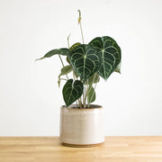 Anthurium clarinervium