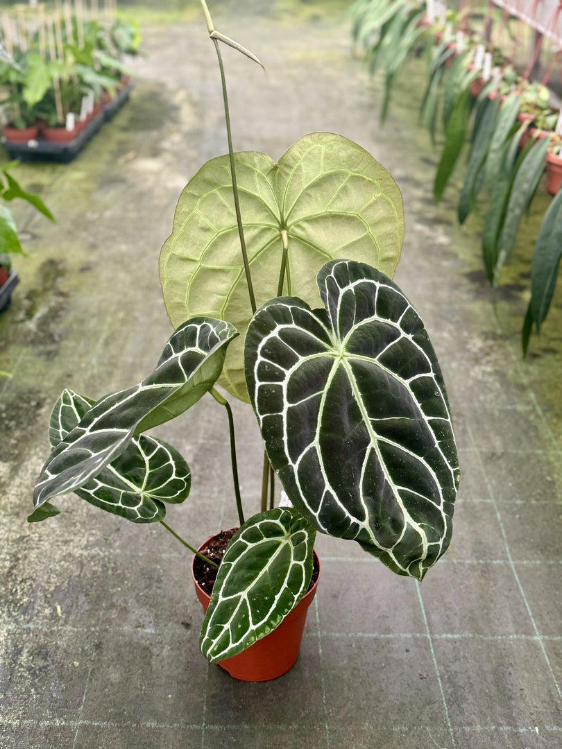 anthurium cristallinum Anthurium crystallinum – Giulio Celandroni Orchidee