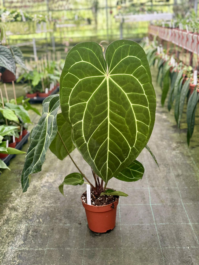 Anthurium magnificum x crystallinum