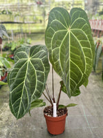 Carica l&#39;immagine nel visualizzatore Galleria, Anthurium magnificum x crystallinum
