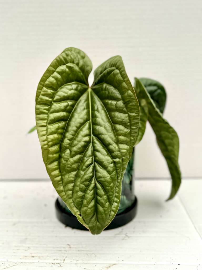 Anthurium radicans x luxurians