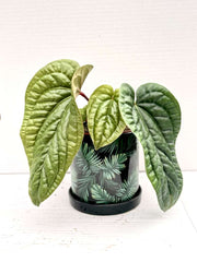 anthurium villenaorum x luxurians Anthurium magnificum x luxurians – Giulio Celandroni Orchidee