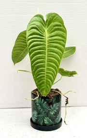 Anthurium veitchii Type