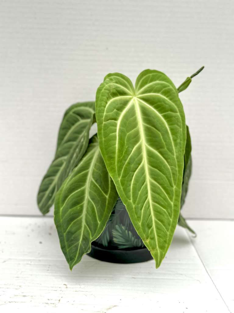 Anthurium villenaorum – Giulio Celandroni Orchidee
