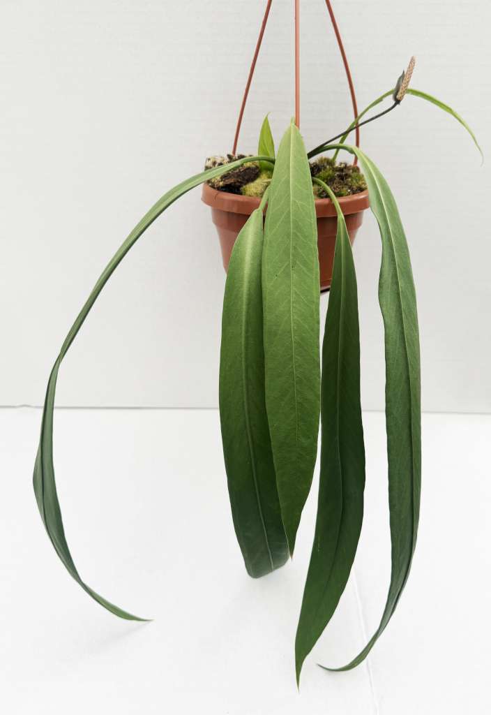 Anthurium vittariifolium