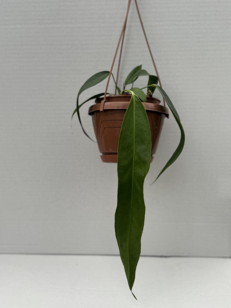 Anthurium wendlingeri