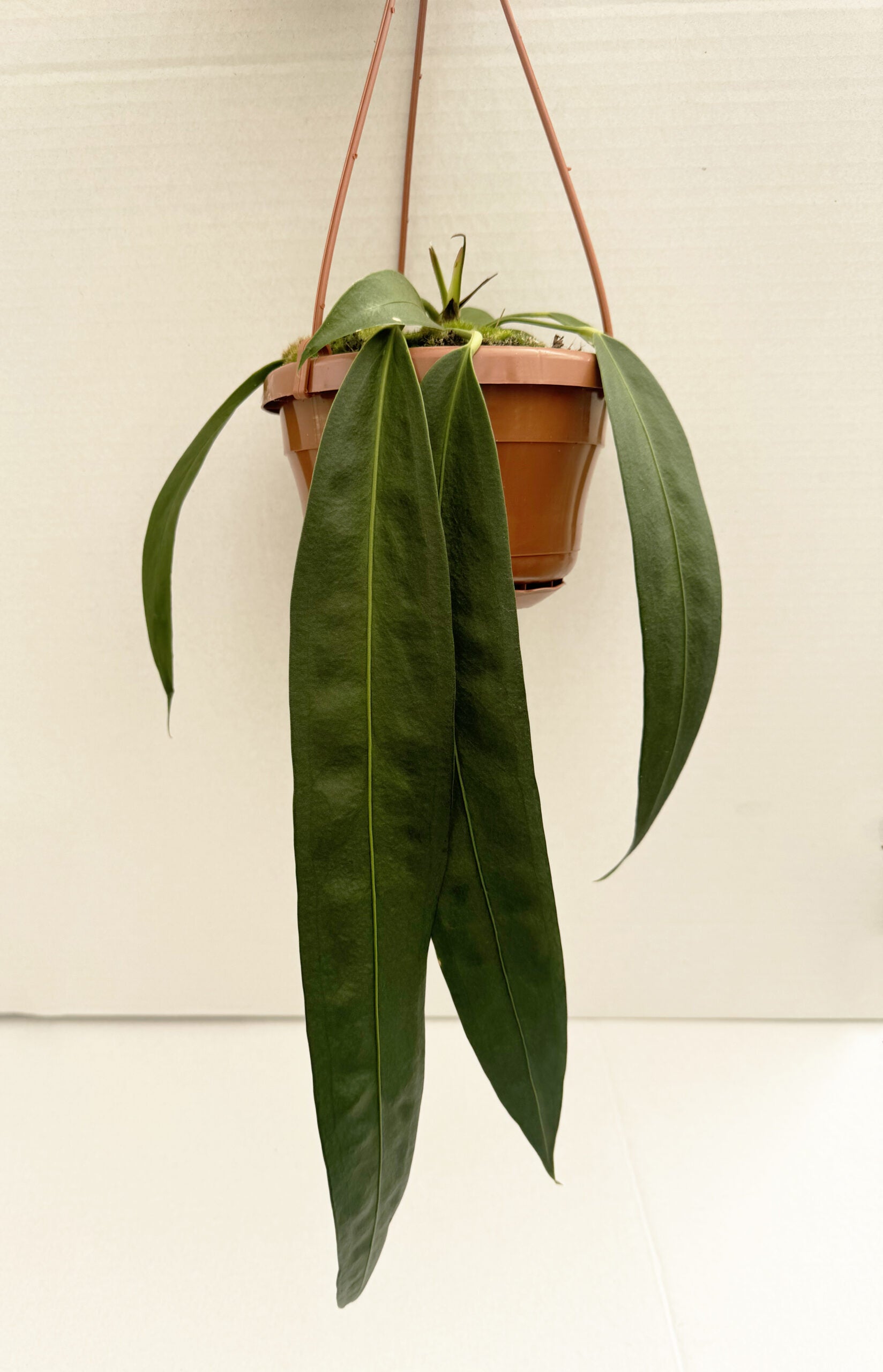 wendlingeri anthurium Anthurium wendlingeri – Giulio Celandroni Orchidee