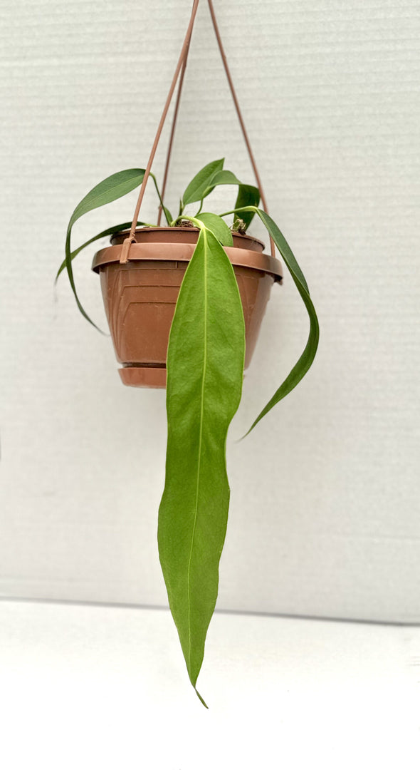 anthurium wendlingeri flower Anthurium wendlingeri – Giulio Celandroni Orchidee