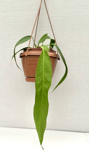 Anthurium wendlingeri