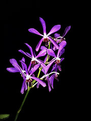 Arachnis hookeriana x Vanda rothschildiana