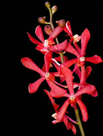 Load image into Gallery viewer, Aranda Top Red
