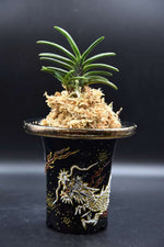 Carica l'immagine nel visualizzatore Galleria, Neofinetia falcata 'Arateru' 荒輝