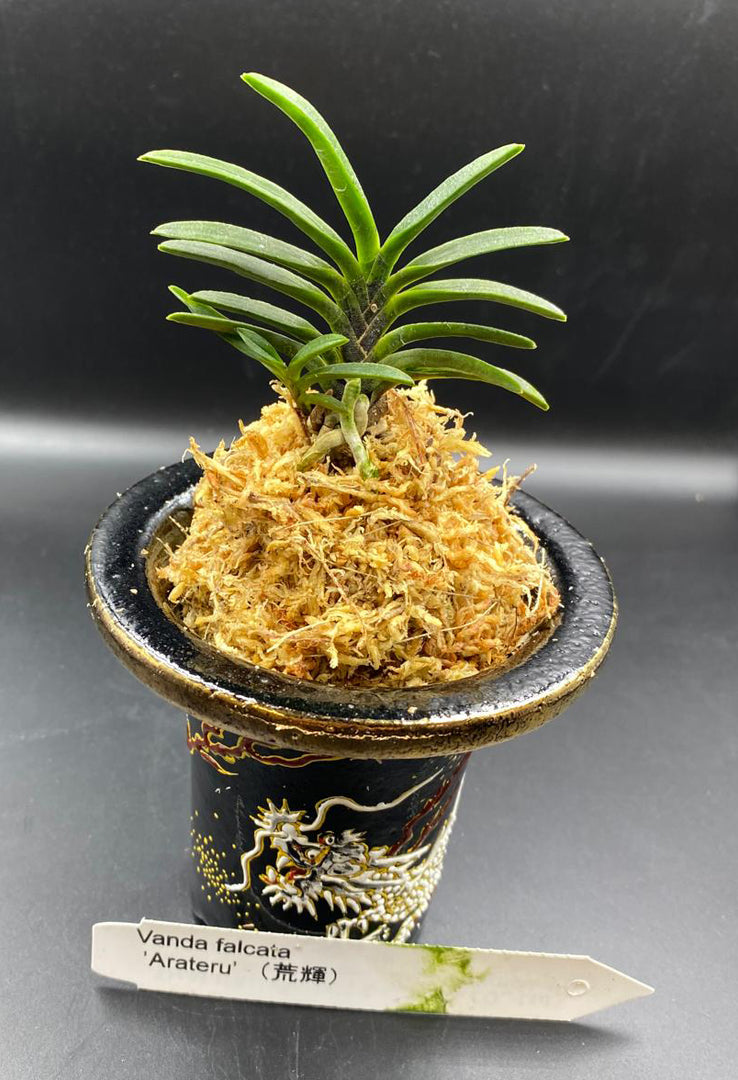 Neofinetia falcata 'Arateru' 荒輝