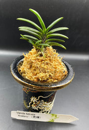 Neofinetia falcata 'Arateru' 荒輝