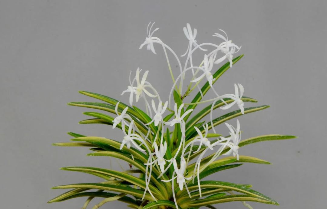 Neofinetia falcata 'Asahiden’ 朝日殿