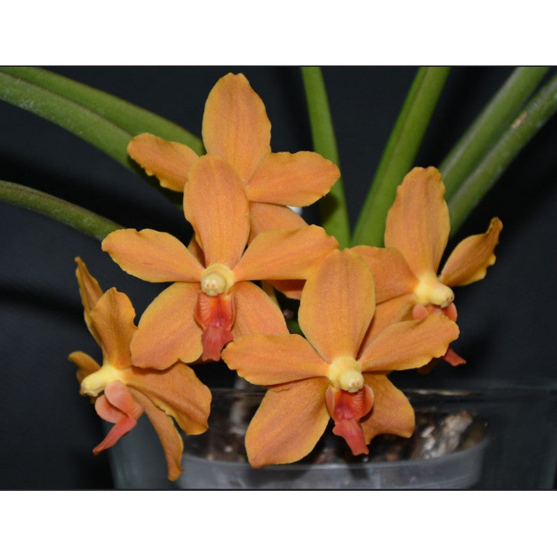 Ascocenda Suksamran x Paraphalaenopsis denevei