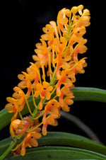 Load image into Gallery viewer, Ascocentrum aurantiacum
