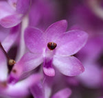 Carica l&#39;immagine nel visualizzatore Galleria, Ascocentrum christensonianum
