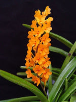 Carica l&#39;immagine nel visualizzatore Galleria, Ascocentrum miniatum
