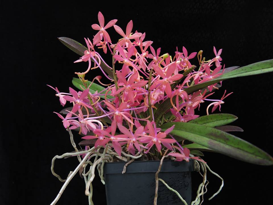 Ascofinetia Cherry Blossom (Neofinetia falcata x Ascocentrum ampullaceum)