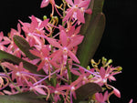 Load image into Gallery viewer, Ascofinetia Cherry Blossom (Neofinetia falcata x Ascocentrum ampullaceum)
