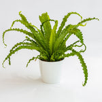 Carica l&#39;immagine nel visualizzatore Galleria, Asplenium antiquum &#39;Osaka&#39;
