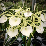 Load image into Gallery viewer, Brassavola Little Stars (nodosa x cordata)
