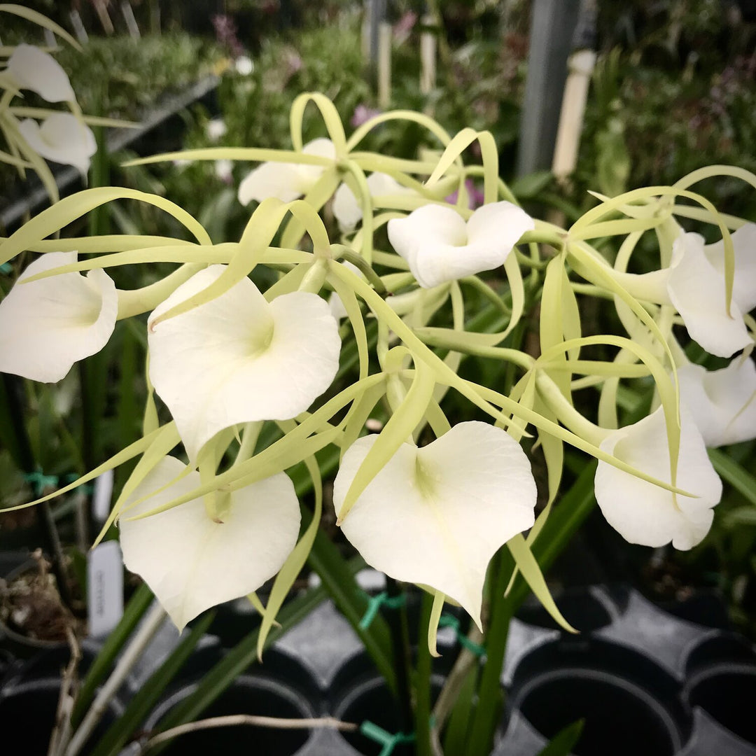 Brassavola Little Stars (nodosa x cordata)