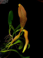 Carica l&#39;immagine nel visualizzatore Galleria, Bulbophyllum singulare
